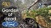 Garden Of Abandoned Classic Car Wrecks Inc Mk2 Ford Escorts U0026 Mk1 Transits Carchaeology Time